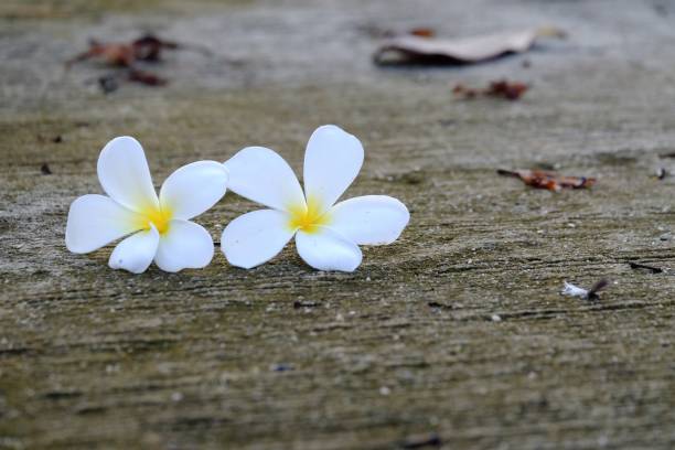 istock White yellow plumeria flower falling from the tree into cement walkway 1178508226
