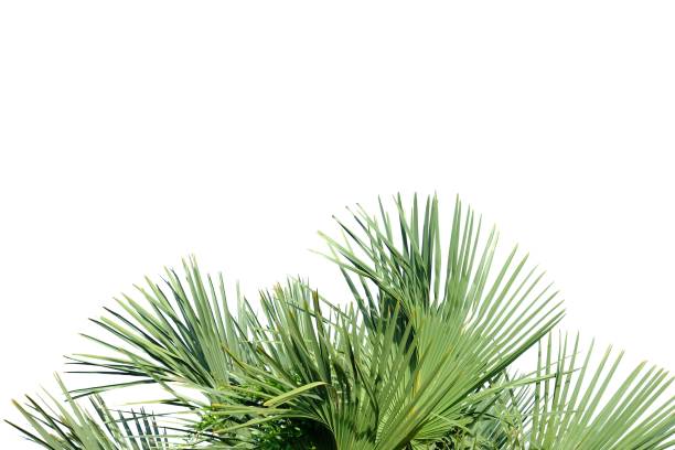 istock Palm leaves on white isolated background 1178508336
