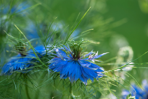 Single blue flower of love-in-a-mist or ragged lady or devil in the bush against green foliage on flower bed in summer garden. Nigella damascena. Soft focus, macro shot.