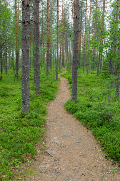 istock Small path trail in Finnish forest landscape 1178508961