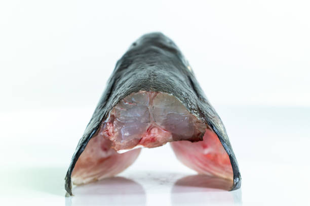 Macro close up shot of a cut of sea bass  head on a plate rear view isolated against pure white background 2019 Macro close up shot of a cut of sea bass  head on a plate rear view isolated against pure white background 2019 fish with big lips stock pictures, royalty-free photos & images