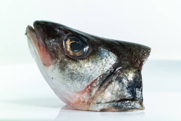 Macro close up shot of a cut of sea bass  head on a plate isolated against pure white background 2019 Macro close up shot of a cut of sea bass  head on a plate isolated against pure white background 2019 fish with big lips stock pictures, royalty-free photos & images