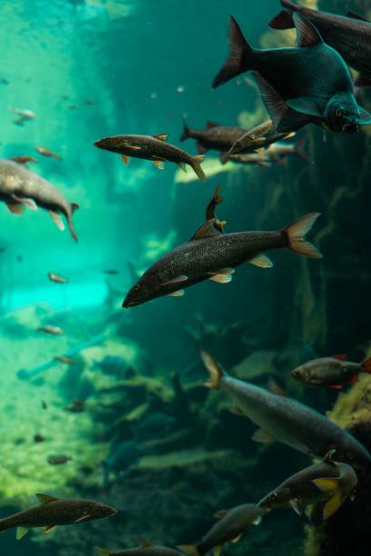 istock fish under water macro photography 1178509264