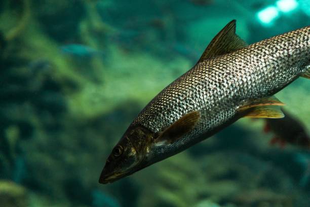 fish under water macro photography