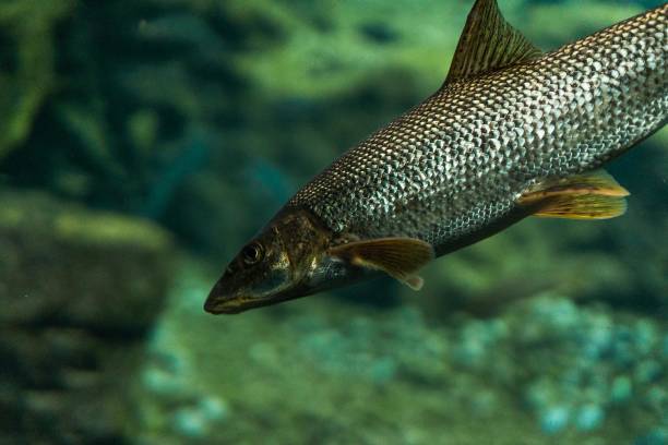 istock fish under water macro photography 1178509346
