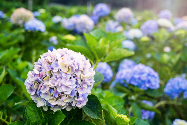 istock Hydrangea flower garden at Chiang Mai 1178509910