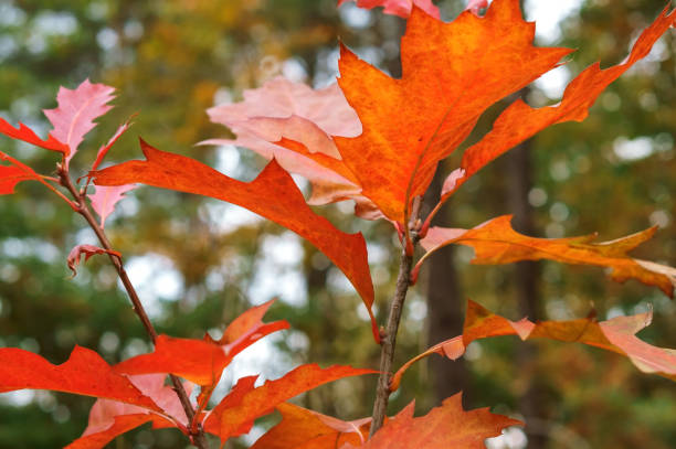 red leaves of Scandinavian oak, Northern oak stock photo