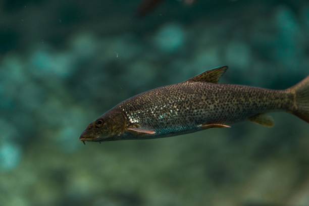 istock fish under water macro photography 1178509946