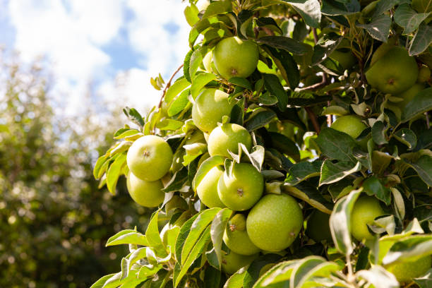 Farm harvest, ripe apples on branches
