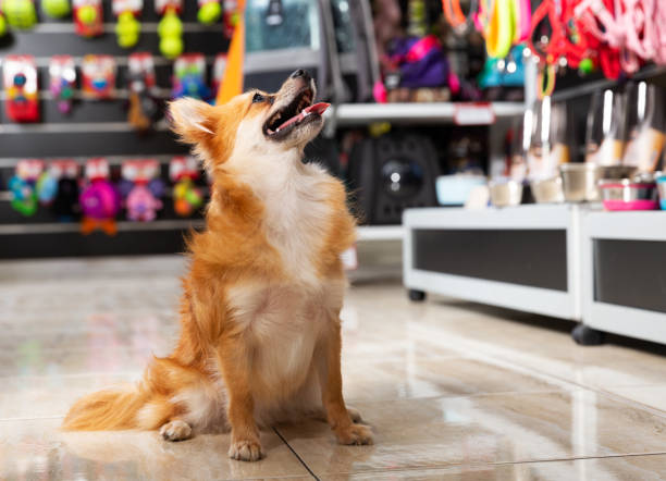 dog near different variation of goods for animals Portrait of cute dog near different variation of goods for animals in pet store pet shop photos stock pictures, royalty-free photos & images