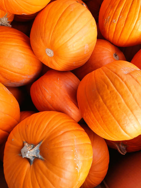 istock Pumpkin Rcer F1 - Cucurbita pepo 1178511717