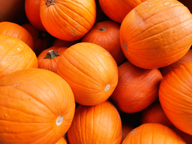 istock Pumpkin Rcer F1 - Cucurbita pepo 1178511725