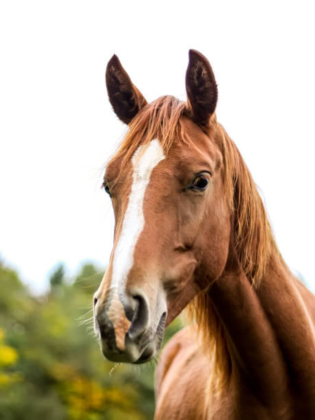 istock brown horse white sky 1178511939