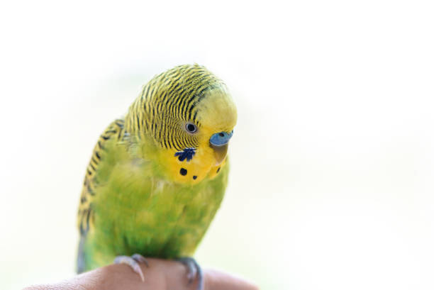 istock Funny budgerigar. Cute green budgie parrot sits on a finger and looking at the camera. 1178512990