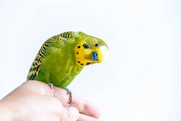 istock Funny budgerigar. Cute green budgie parrot sits on a finger and looking at the camera. 1178513006