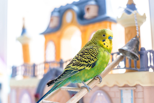 Funny budgerigar. Cute green budgie a parrot sits on a wooden stairs near a toy castle and plays with a bell. Pet bird and its toys