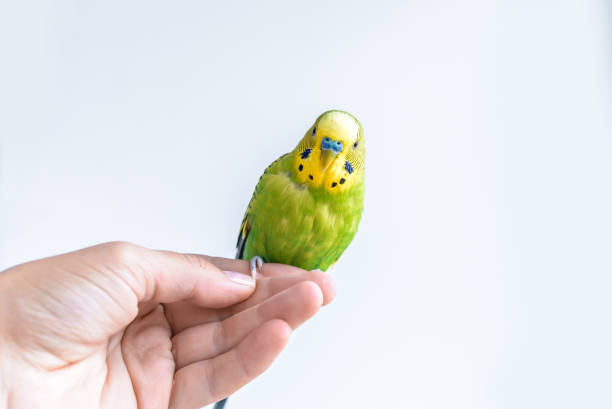 gracioso budgerigar. lindo loro de budgie verde se sienta en un dedo y mirando a la cámara. - parrot young animal human hand cute fotografías e imágenes de stock