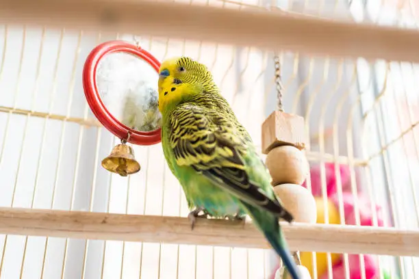 Funny budgerigar. Cute green budgie pa parrot sits in a cage and plays with a mirror. Funny tamed pet bird and her toys
