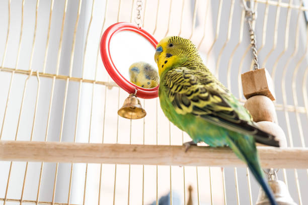 Funny budgerigar. Cute green budgie pa parrot sits in a cage and plays with mirror. Funny budgerigar. Cute green budgie pa parrot sits in a cage and plays with a mirror. Funny tamed pet bird and her toys budgerigar photos stock pictures, royalty-free photos & images