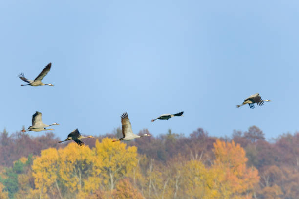 istock Crane birds or Common Cranes flying in mid air  during the autumn migration 1178514591