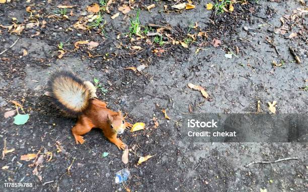 Dead grey squirrel caught in trap in domestic dwelling loft / attic Stock  Photo - Alamy