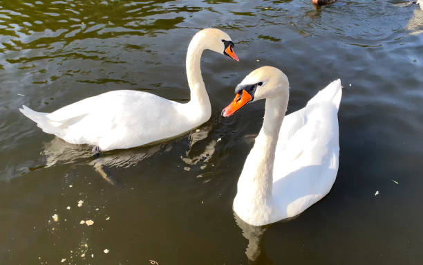 istock Two beautiful white swans swim in the pond 1178514793
