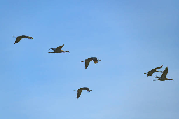 istock Crane birds or Common Cranes flying in mid air  during the autumn migration 1178514801
