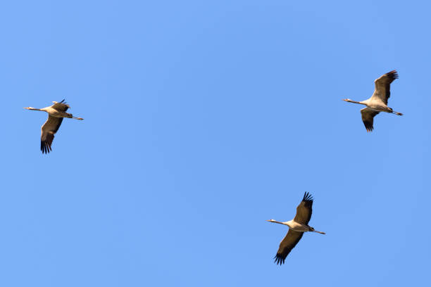 istock Crane birds or Common Cranes flying in mid air  during the autumn migration 1178514901