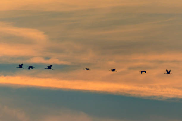 istock Crane birds or Common Cranes flying in mid air  during the autumn migration 1178515112