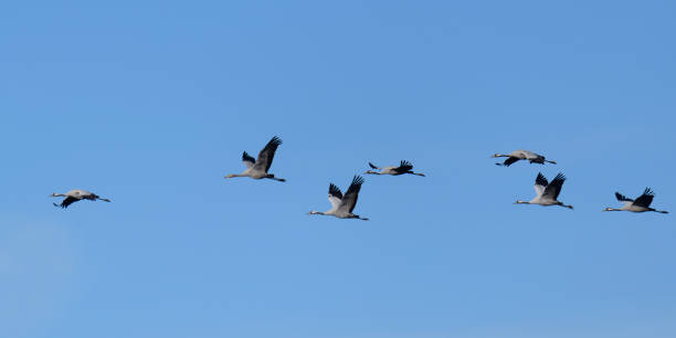 istock Crane birds or Common Cranes flying in mid air  during the autumn migration 1178515133