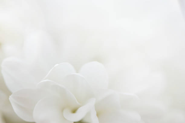istock chrysanthemums petals close up in soft and blurred style for background 1178515220