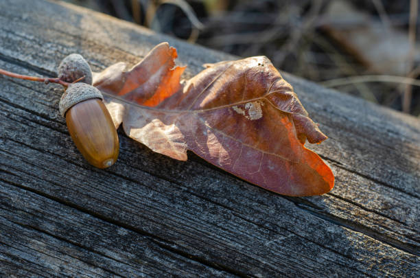 on a dry cracked oak log lies a brown leaf and acorn. - oak leaf oak tree acorn season imagens e fotografias de stock