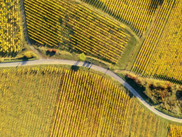 istock flight over vineyard Alsace France 1178515924
