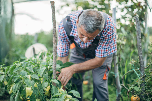 istock Farmer in pepper garden 1178516052