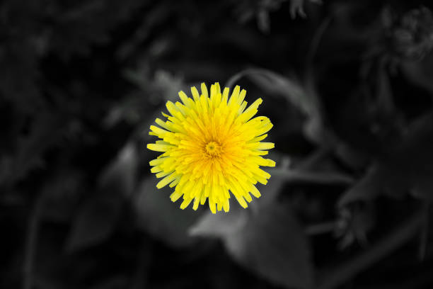 Dandelion on a black background with floral accents.