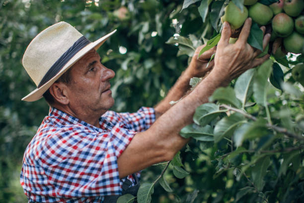istock An elderly farmer picks a ripe apple 1178516252