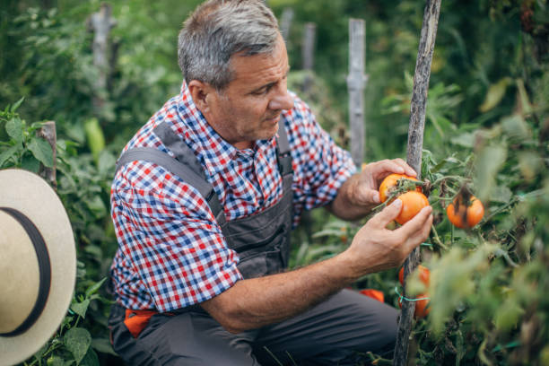 istock The farmer harvests organic tomatoes 1178516339