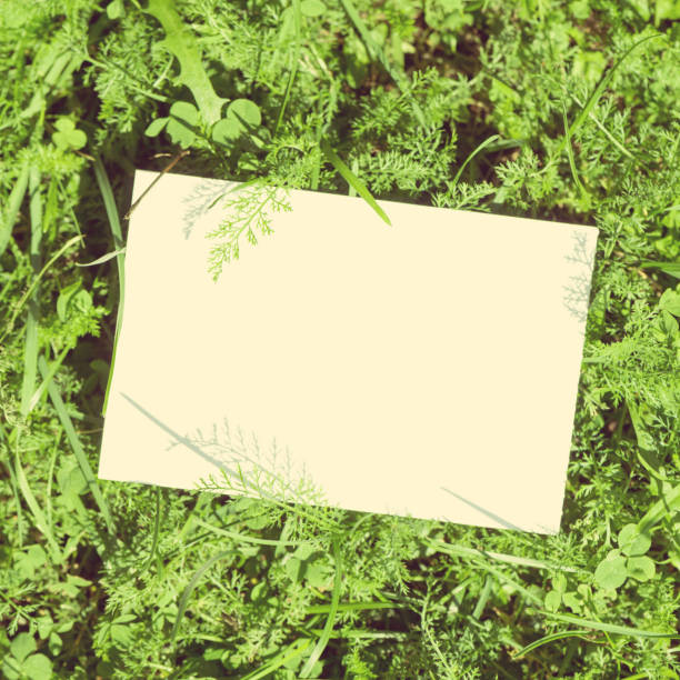 istock Blank white paper on a green leaves. Top view 1178516424