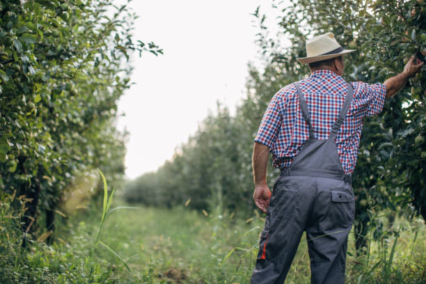 istock The farmer is pleased with the apple orchard 1178516456