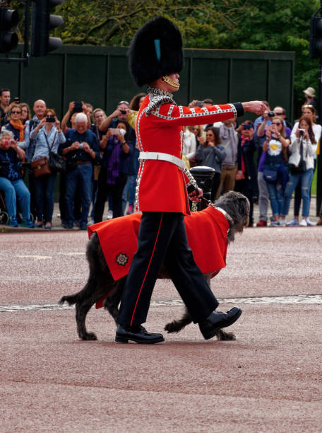 trooping the colour ceremony soldat britannique et chien de l'armée, westminster, londres - household cavalry photos et images de collection