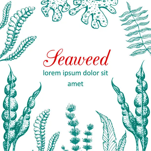 Vector illustration of Vector hand drawn seaweed frame illustration. Vintage background with underwater natural elements. Wedding or ad template design with drawn seaweeds, corals and reef. Vintage seaweed collection.