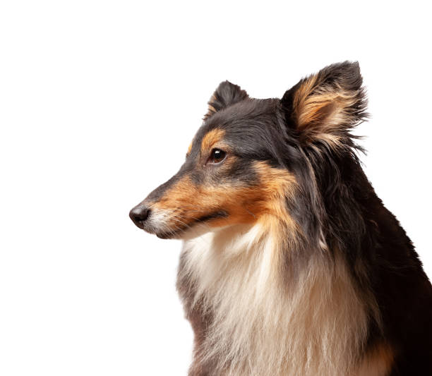 istock Shetland Sheepdog portrait 1178517346