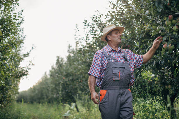 istock The farmer is pleased with the apple orchard 1178517406