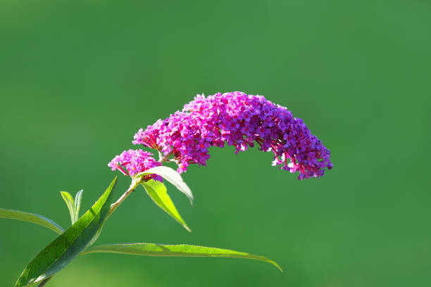 Purple lilac sway in the wind
