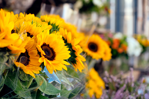 closeup of some sunflower bouquets on sale on the street at the entrance of a florist shop