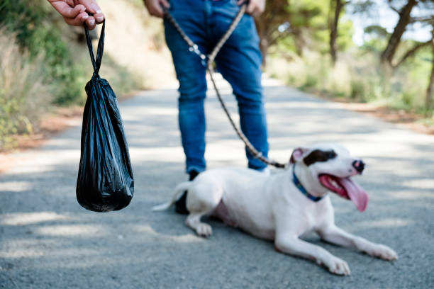 hombre y mujer paseando al perro - american staffordshire terrier bull terrier terrier purebred dog fotografías e imágenes de stock