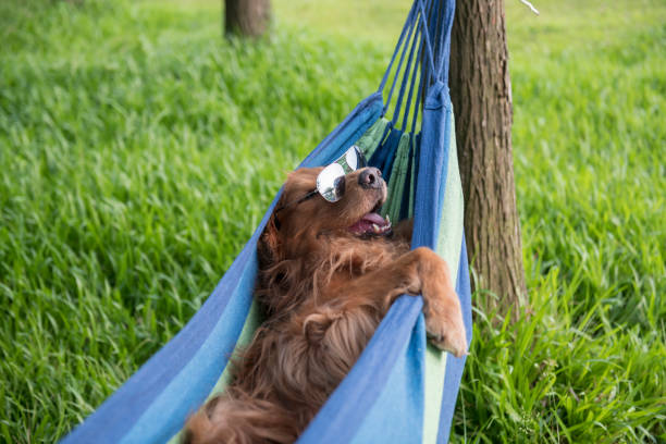 istock Golden Retriever resting in a hammock 1178519743