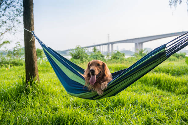 istock Golden Retriever resting in a hammock 1178519751