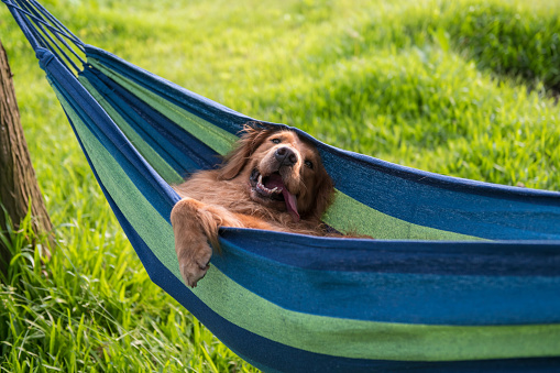 Golden Retriever resting in a hammock