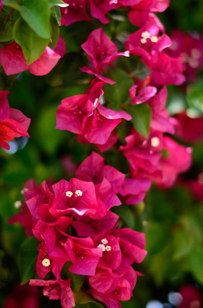 istock Fuchsia-raspberry bracts of Bougainvillea on summer day close up 1178520851